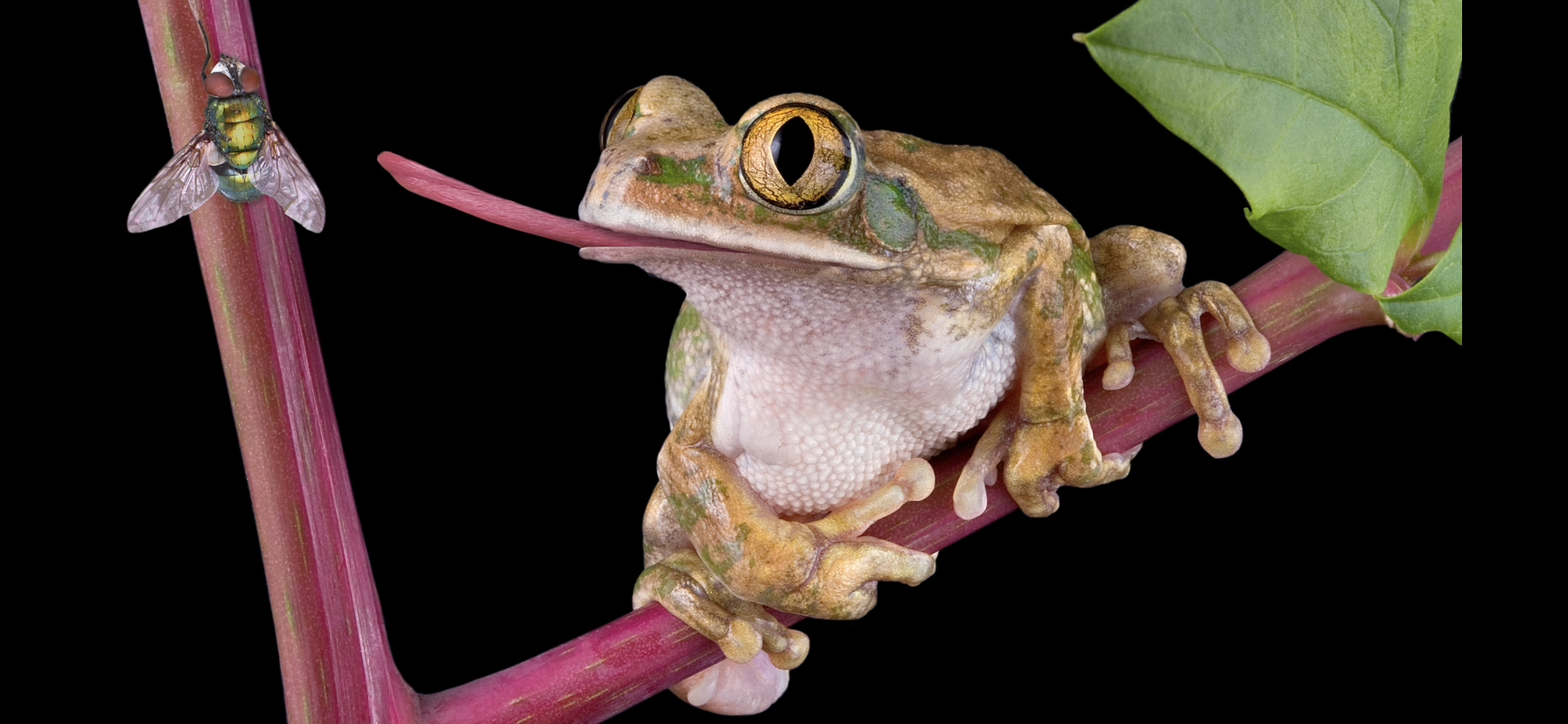a big eyed brown tree frog with its tongue snapping out towards an iridescent green fly