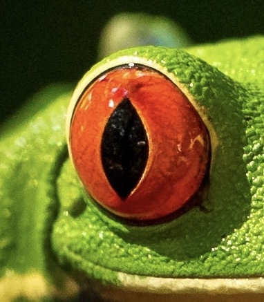 extreme close up of the fiery red frog eye with yellow highlights from the image in How I See It section