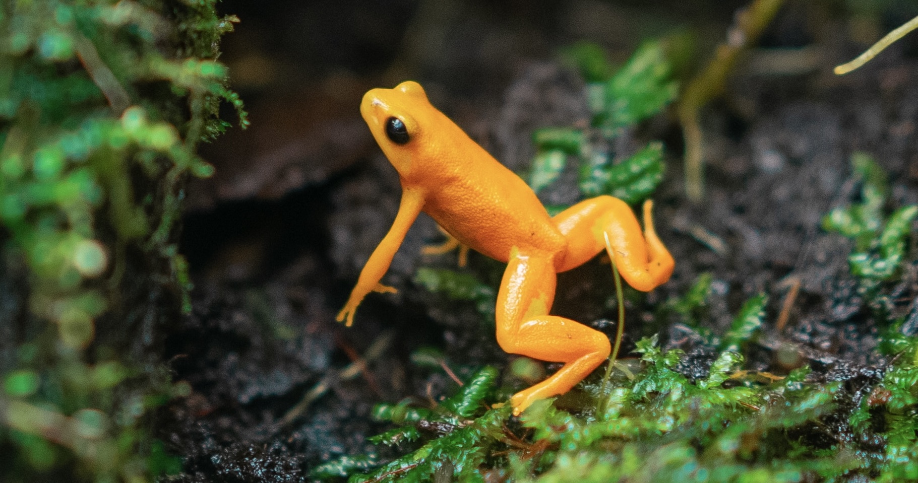 a bright orange frog on a grassy surface preparing to jump