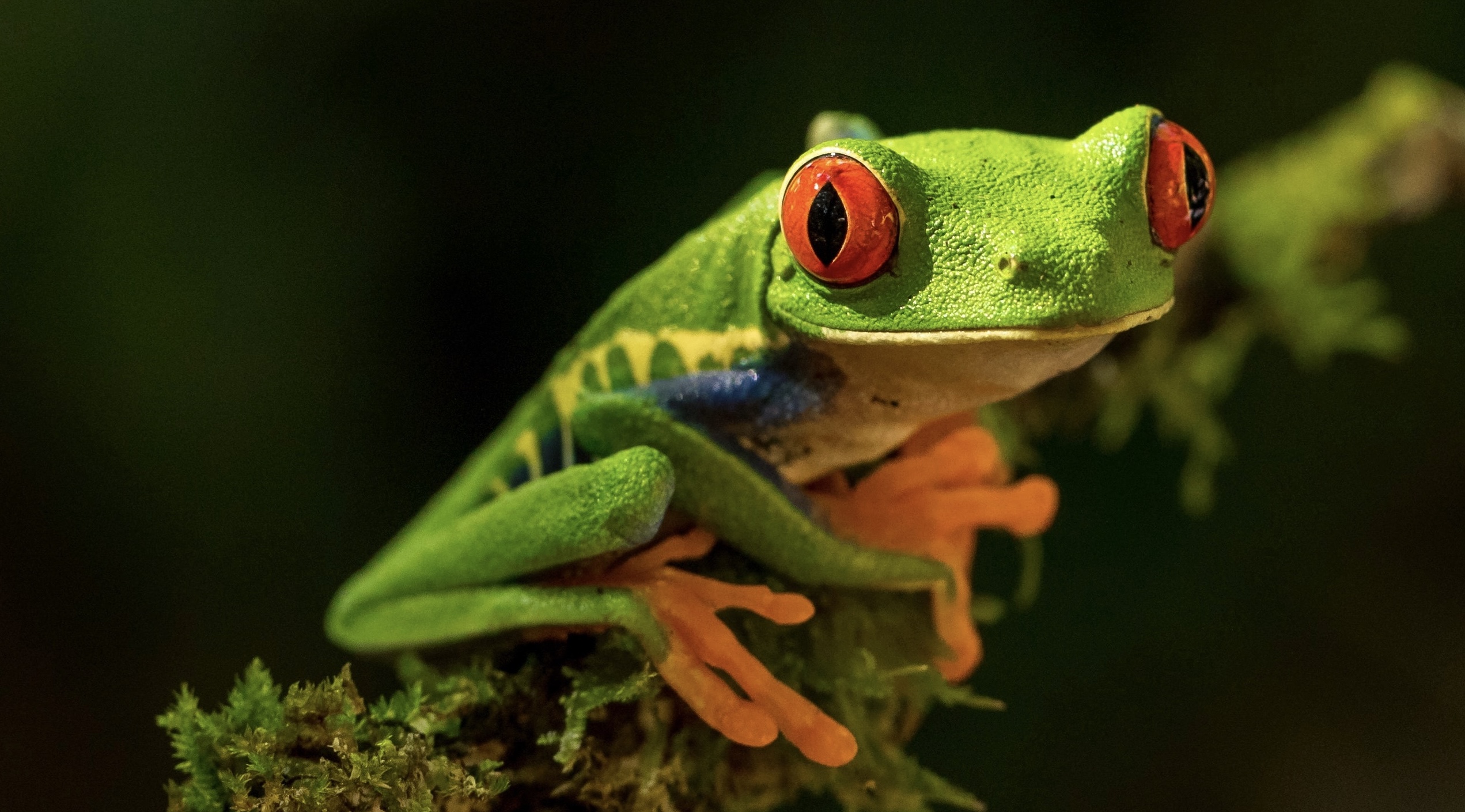 a vibrant green frog with fluorescent orange feet and large, piercing, red eyes perched on a moss covered tree branch